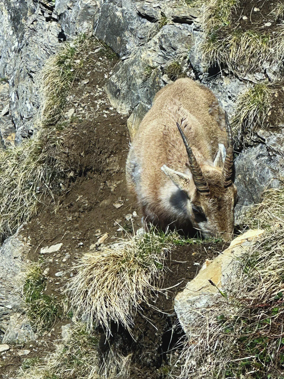 A chamois resting on a rock face above Beatenberg.