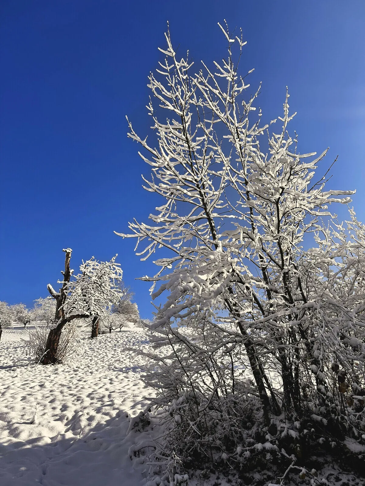 A tree covered in frost against a clear blue sky above Sissach.